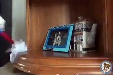 Useful Dogs Tricks Video