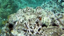 Couples Sans Souci Snorkeling - Shipwreck Reef