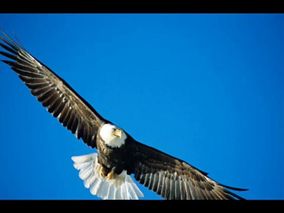 Fly Like An Eagle