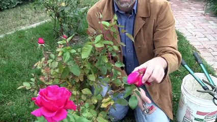 Gardening Rhythms: Winter Pruning Roses