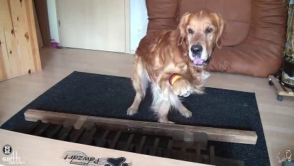 Dogs play the piano song for the 2014 World Cup Germany   dog playing the piano anthem for World Cup
