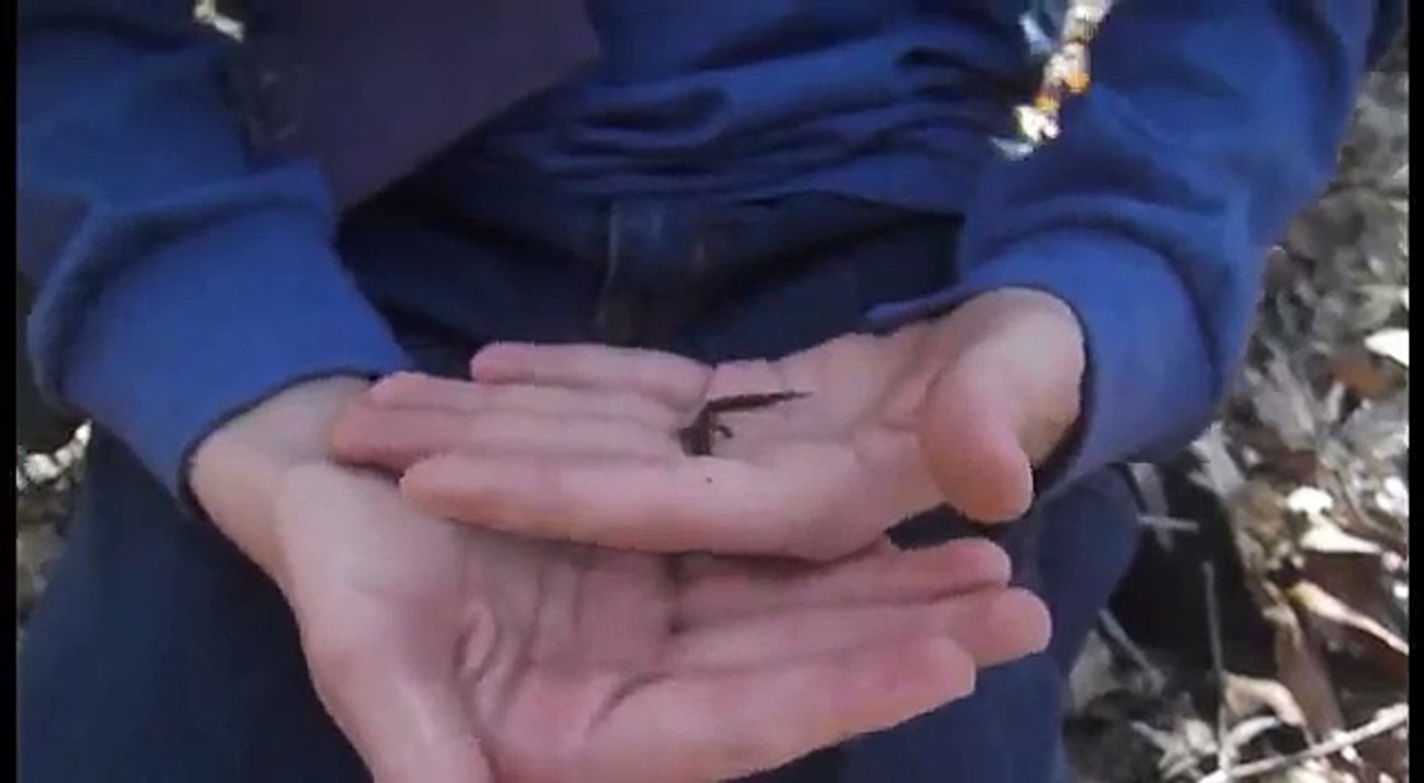 Hunting Salamanders At Salamander Stream!