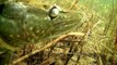 Fishing huge monster pike underwater. Рыбалка: щука монстр, подводная съёмка. Muskie snoek gädda.