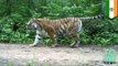 Tiger attack: toothless Bengal tiger claws woman to death in India