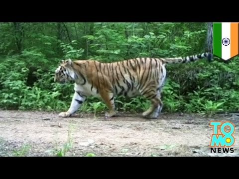Tiger attack: toothless Bengal tiger claws woman to death in India