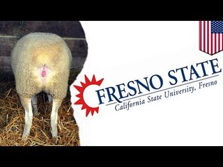 Sheep lover: Fresno State student arrested for sex with sheep