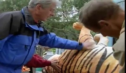 Fierce Territorial Behaviour of Siberian Tigers - An experiment by Scientists