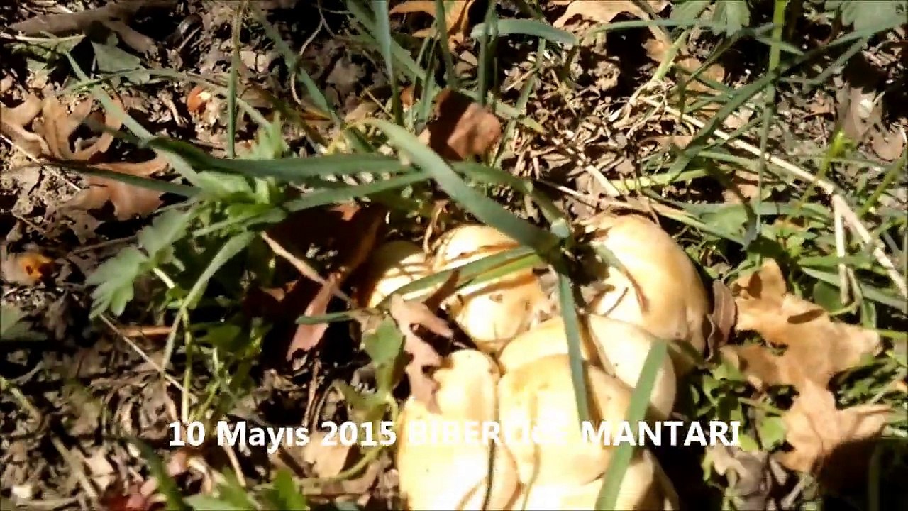 10 Mayıs 2015 Sakarya Çilekli Köyü Biberlice Mantarı