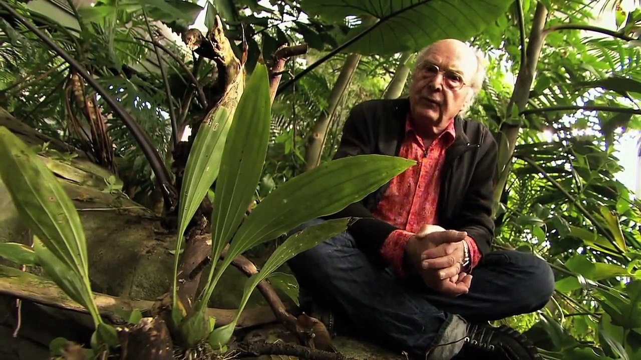 How Plants Communicate & Think