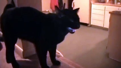 Talking Kitty Cat 8 - Catnip addiction HELP!