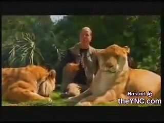 سبحان الله! حيوان جديد عن طريق تزاوج اسد و نمر ( النسد )