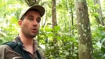 Surniname - Importance of biodiversity for the rainforests to be intact | Global 3000