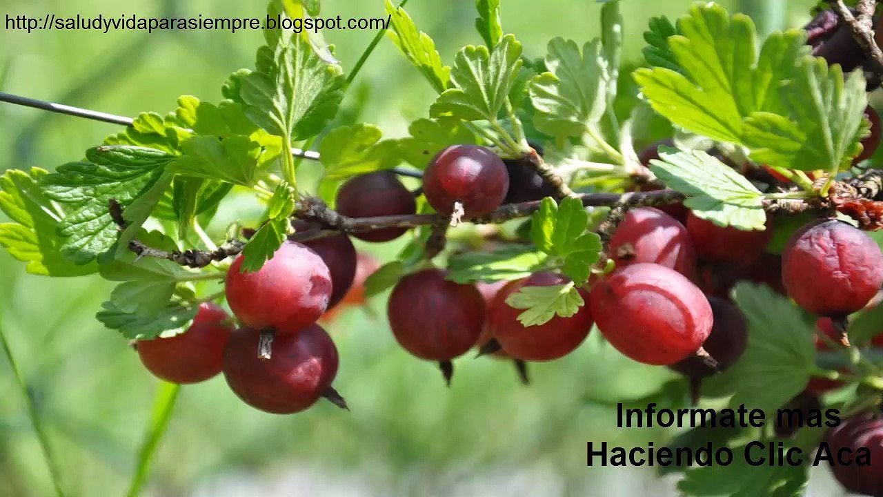 Informacion Diabetes Secretaria De Salud Llama A Prevenir La Diabetes Mellitus