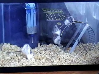 Hamster Backflips
