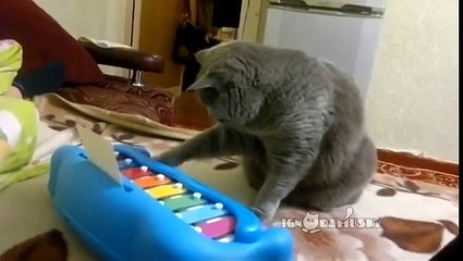 That's why I love cats! vol. 2 (Миллион причин любить котов. часть 2)