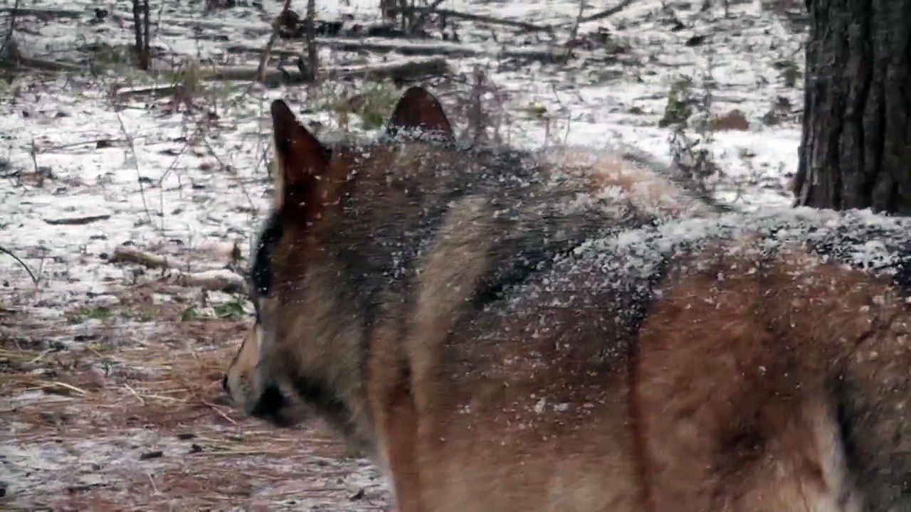International Wolf Center - 9 November 2013 - Snow that Stays