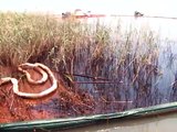 Ecosistema de pantanos de Luisiana afectados por la marea negra