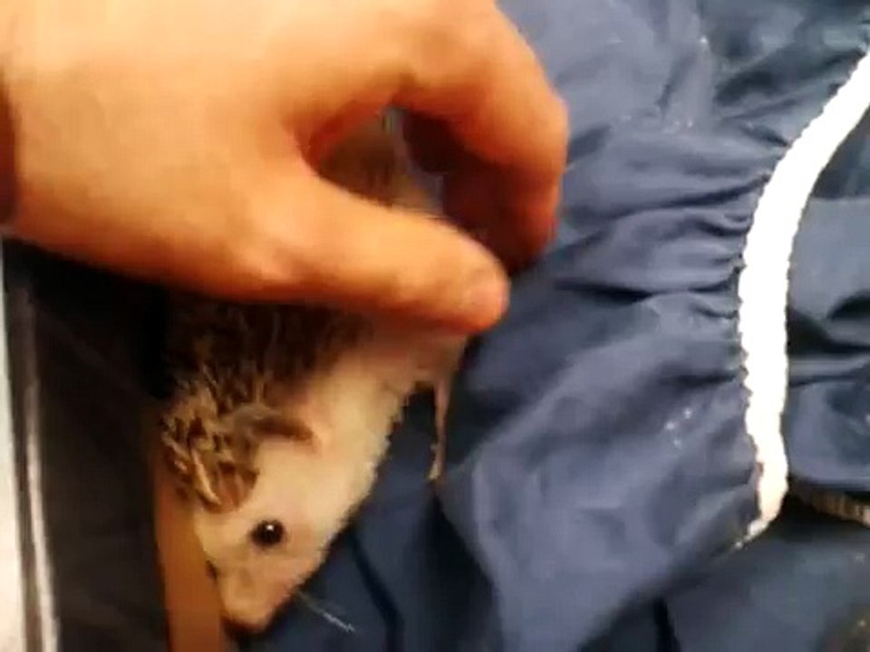 Post-sedated Hedgehog... SONICHU