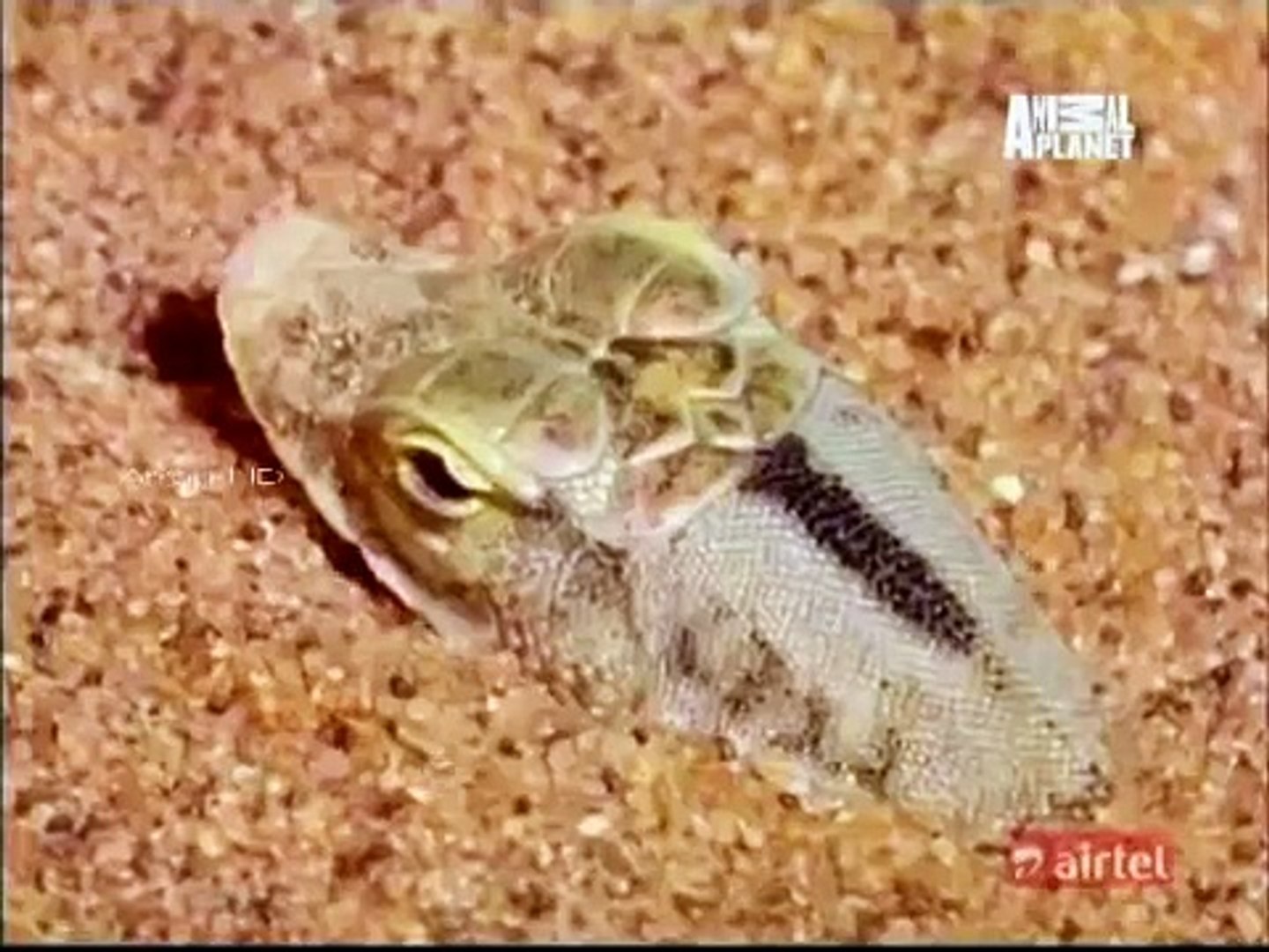 Dancing lizard on desert funny - Must watch - video Dailymotion