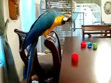 Can you handle a day with M2, Blue Gold Macaw, Umbrella Cockatoo, Goffin Cockatoo, and a Keet
