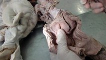 Anatomia Veterinária 2