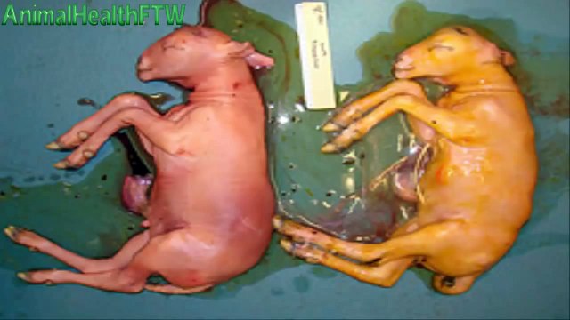 حمى الوادى المتصدع Rift Valley Fever