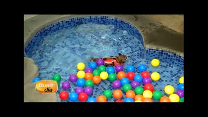 bd-hotel-mascotas-010415