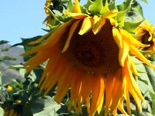 Stranén Êrivané 3 - Wey Zozané