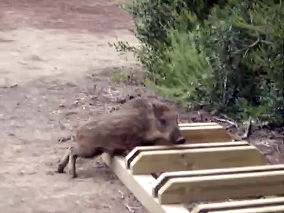 Cinghiali nel parco naturale della Maremma