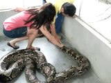 With a 15  ft reticulated python - Penang, Malaysia