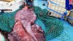 Kraken found? Giant colossal squid dissected by New Zealand scientists at Te Papa museum