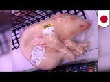 Weird foods: Shrink-wrapped whole pigs on sale in Japanese supermarkets