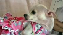 My Chihuahua LOVES Chris Colfer!