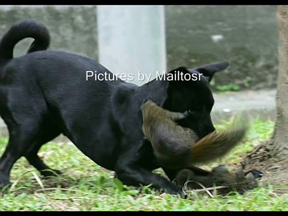 Animal Attacks & Mother Love