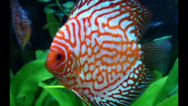 allah miracles سبحان الله لااله الا الله