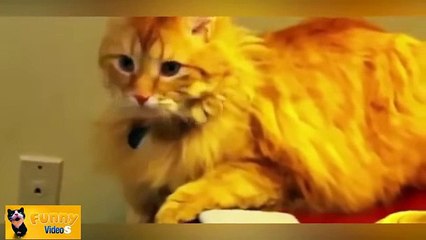 Funny Cats Compilation 60 min - NEW in HD 2014