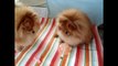 Pomeranian Puppies cute pet pom poms cutiest pomeranians Dwarf Spitz puppy compilation Zwergspitz