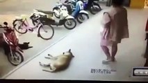 Man Kicks Sleeping Dog, Dog Bites Back