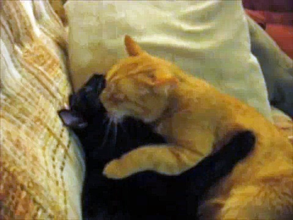 I'm Never Gonna Let You Go