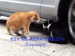 Apatimeni gata - Cat fighting (Radio Arvila - ANT1)