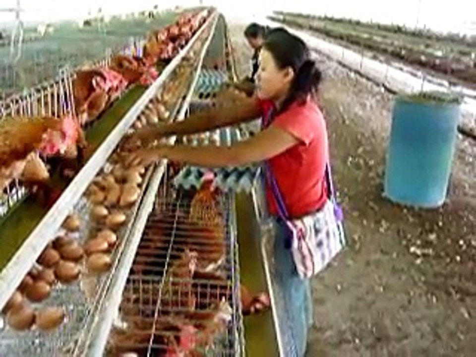 GRANJA AVICOLA SAN DIEGO DE ALCALA - MAZAMARI