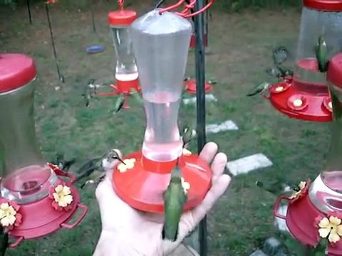 Hand Feeding West Tennessee Hummingbirds 9/15/07