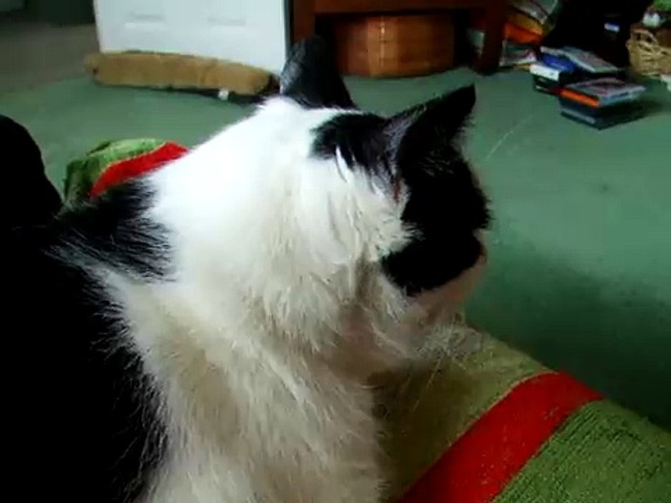 Loudest & weirdest Purr