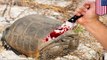 Eating rare animals: Florida man kills, eats 15 endangered gopher tortoises, planned on killing more