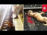 Dog killed by train: MTR conductor hits dog, animal rights activists protest at Hong Kong station