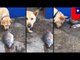 Animals rescuing animals: dog tries to rescue fish out of water
