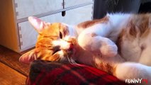 'Cute Cats Love Sleeping' Compilation - FunnyTV