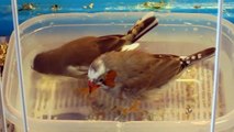 Zebra Finches Splashing