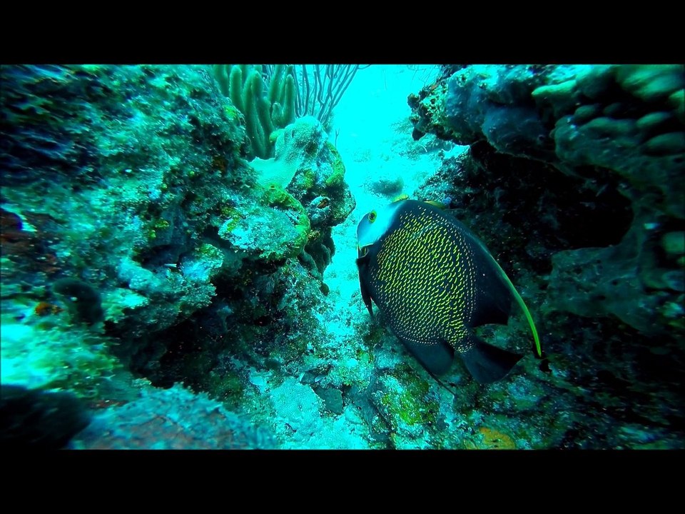 Plongée Fish Spot
