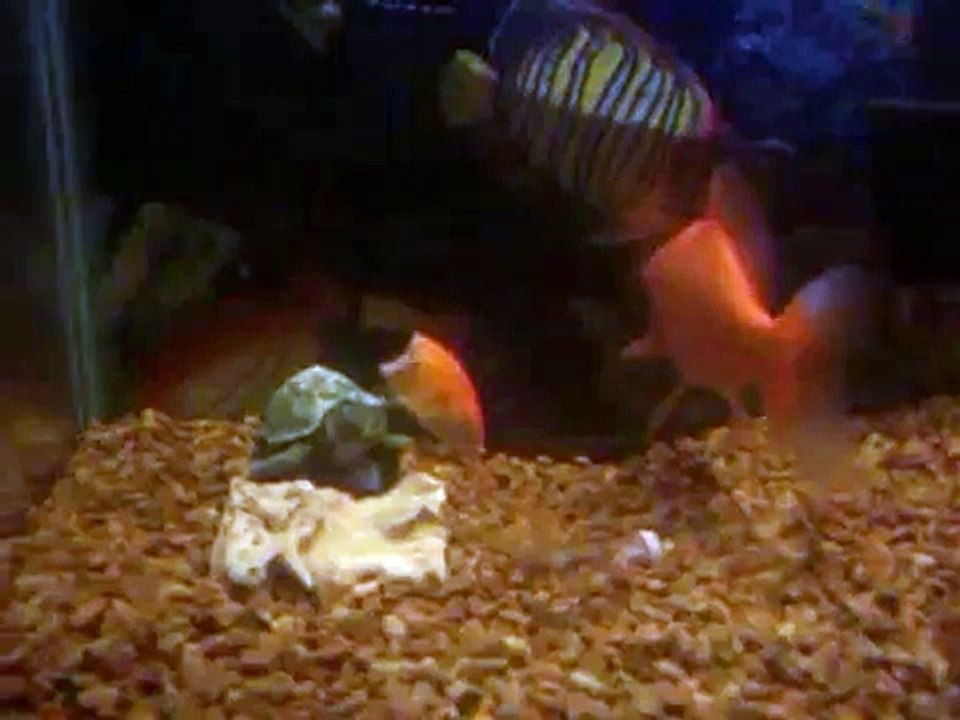 Half Fish.